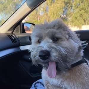 Meet your Posher, Dora